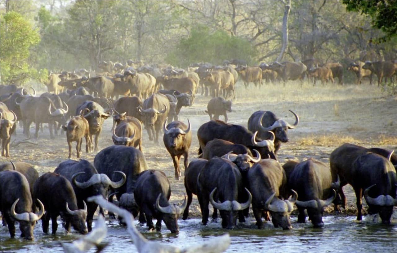 Buffalo at Timbavati waterhole
