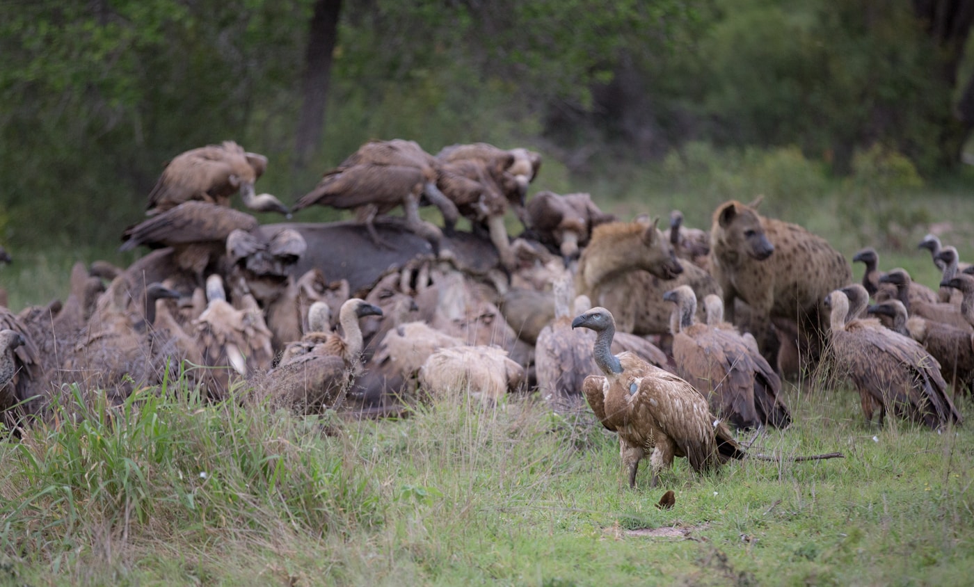 Cape Vultures on a kill at Londolozi