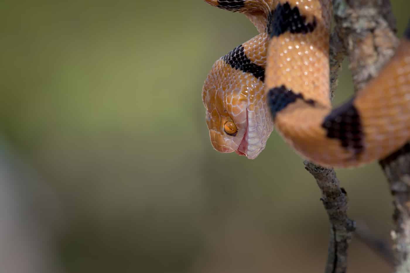 Eastern tiger snake, James Tyrrell