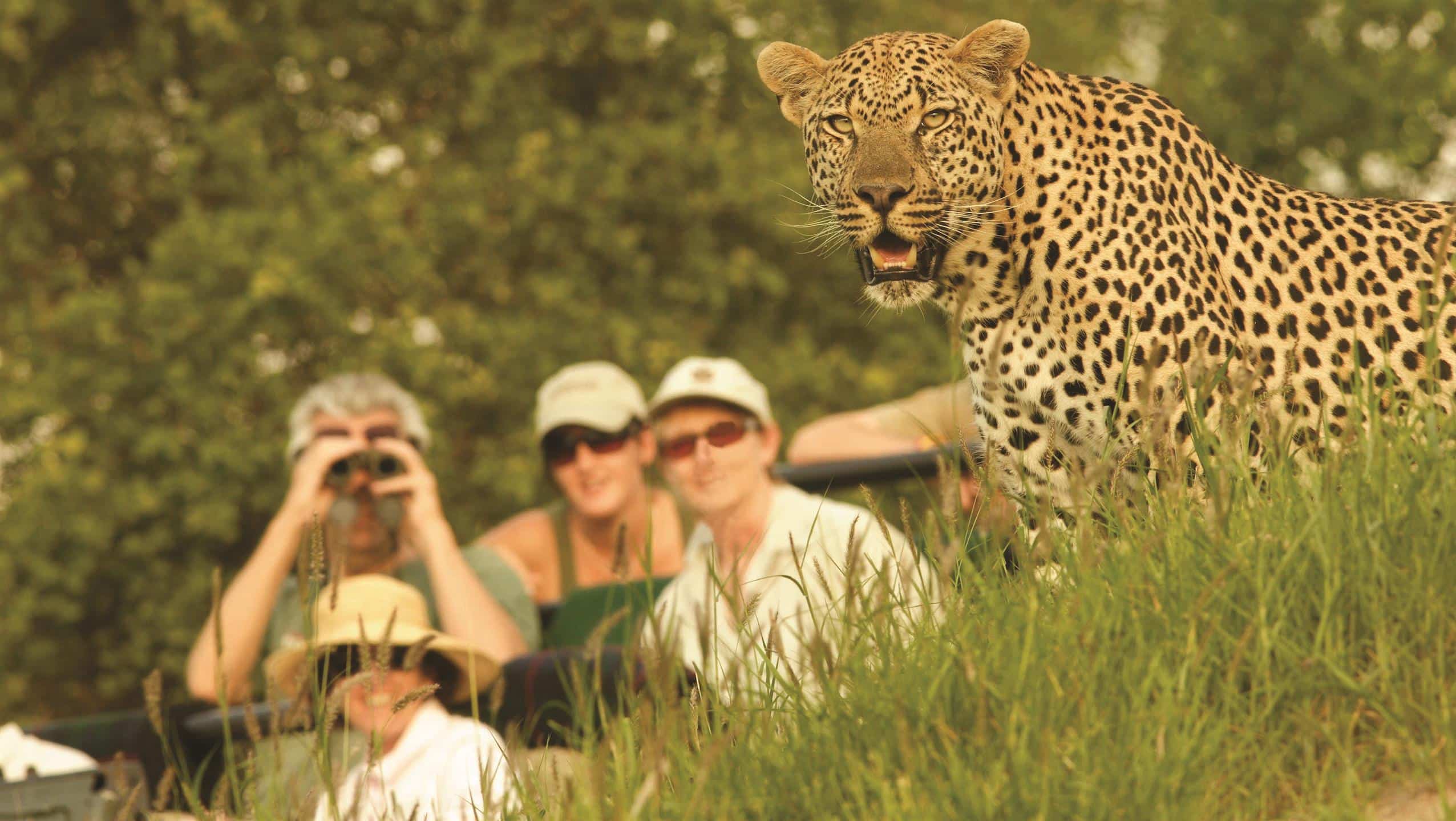 Leopard on drive at Londolozi