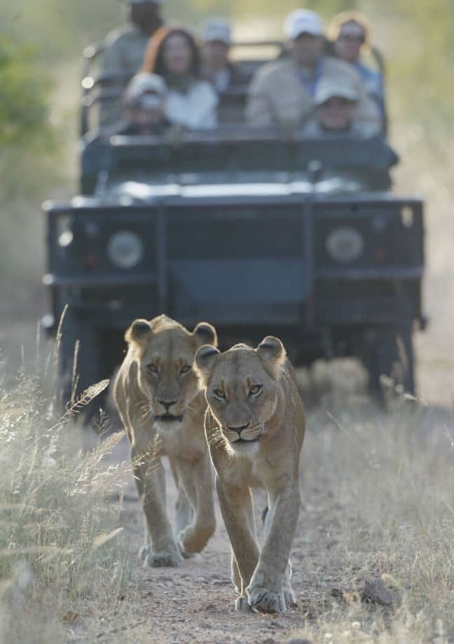 Following lions on drive at Kirkmans