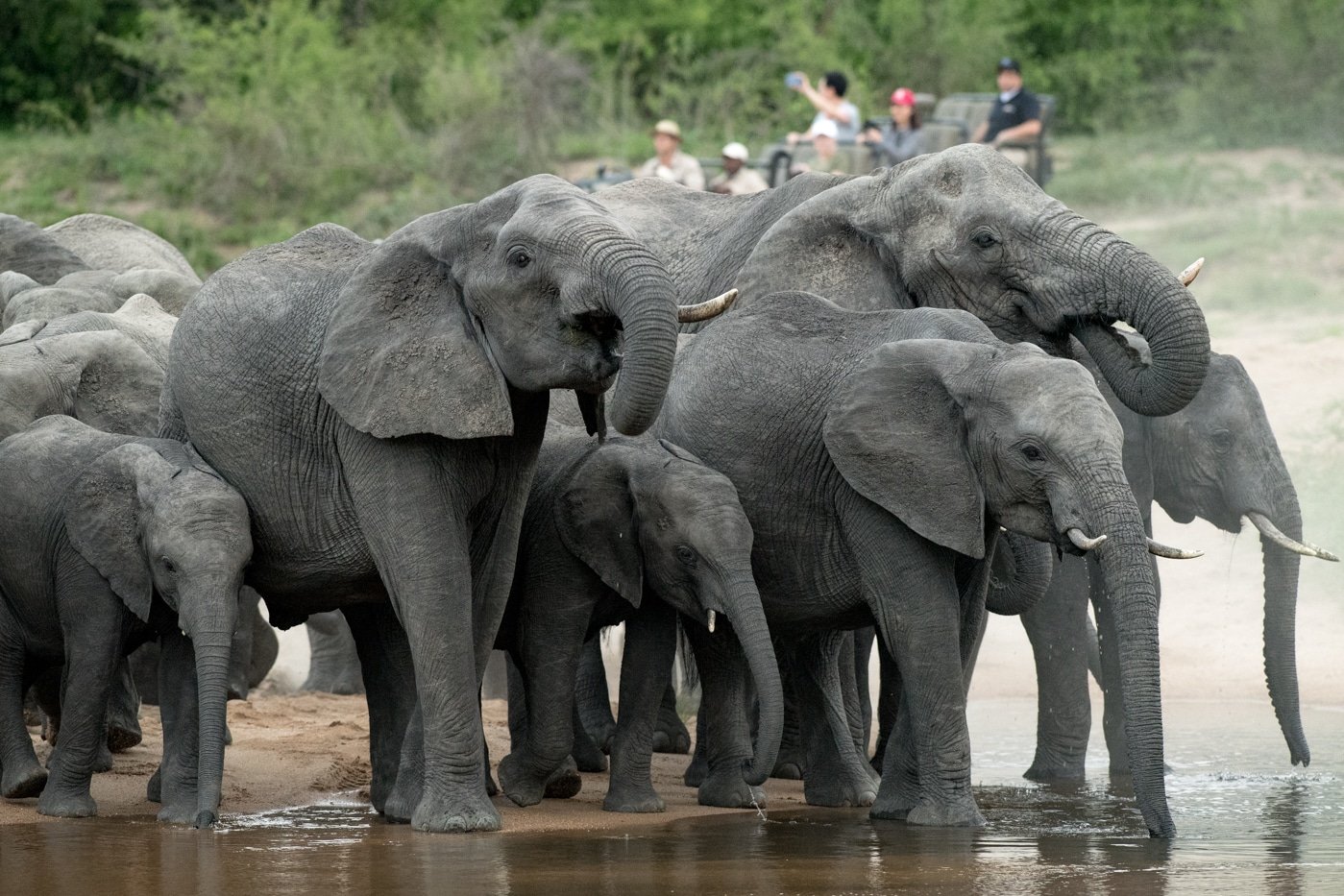 Elephants drinking in front of Sanr River drive, Chris Kane Berman