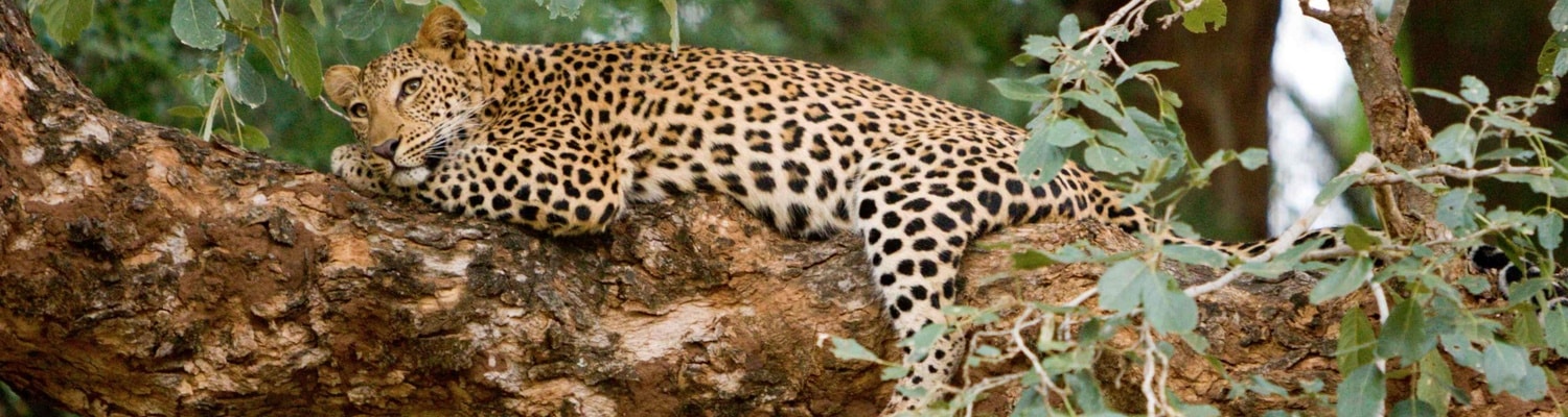 Leopard on drive at Pafuri Camp