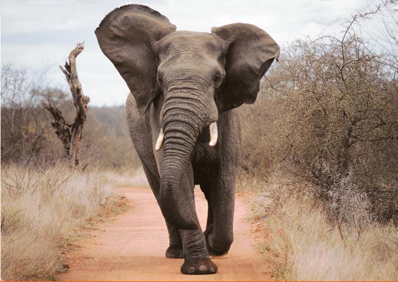 Elephant on Manyeleti road