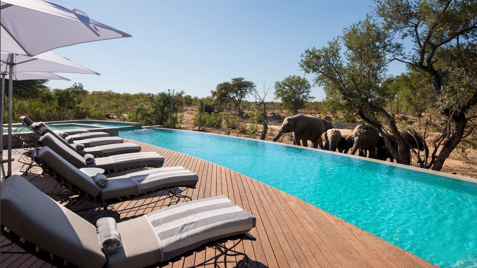 Ngala Safari Lodge pool