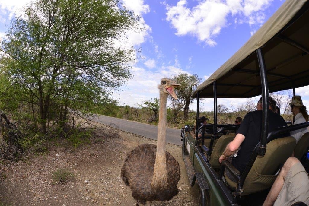 Ostrich at Pafuri Camp