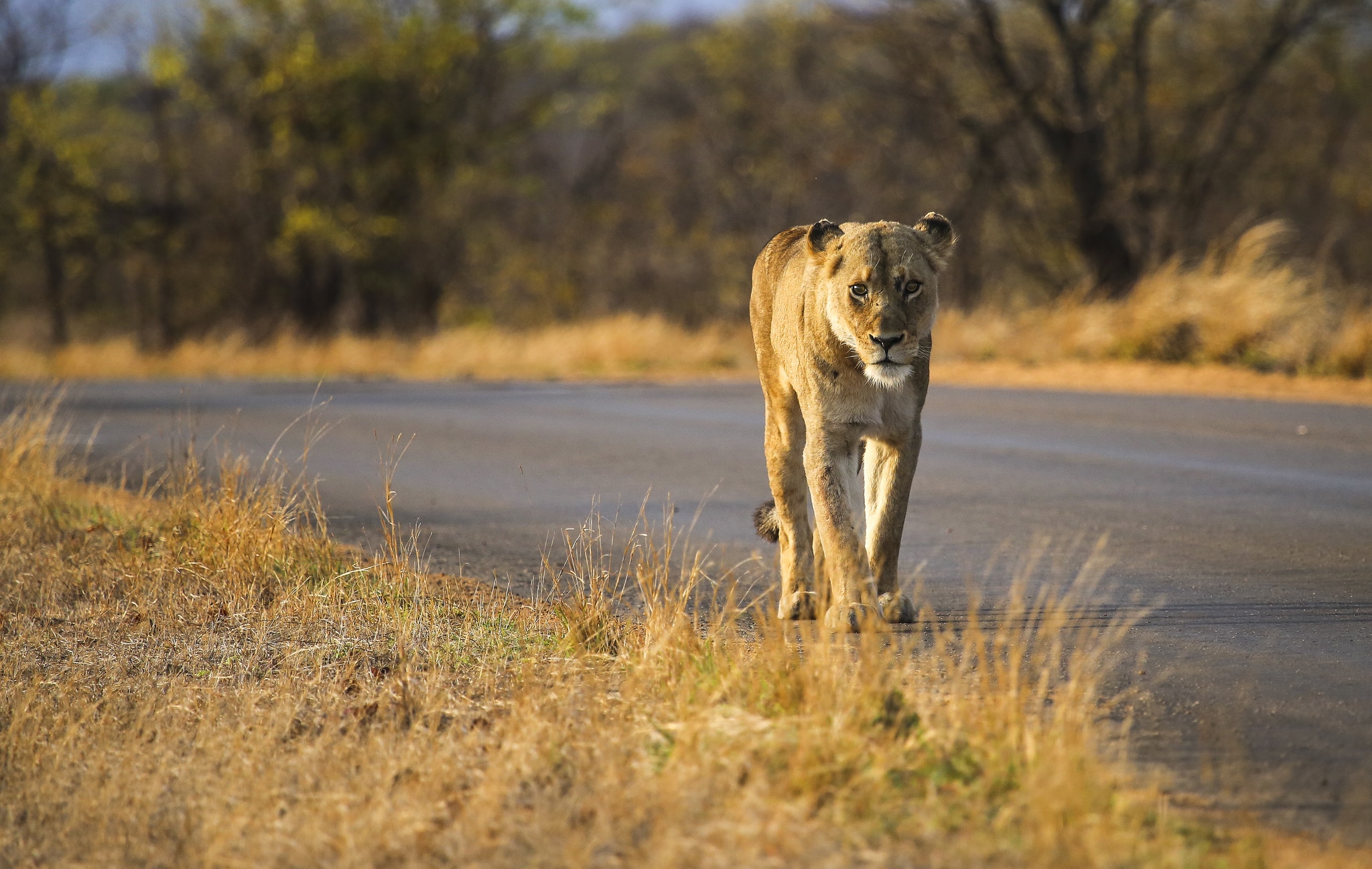 Early morning lion on tar road, sheldrickfalls