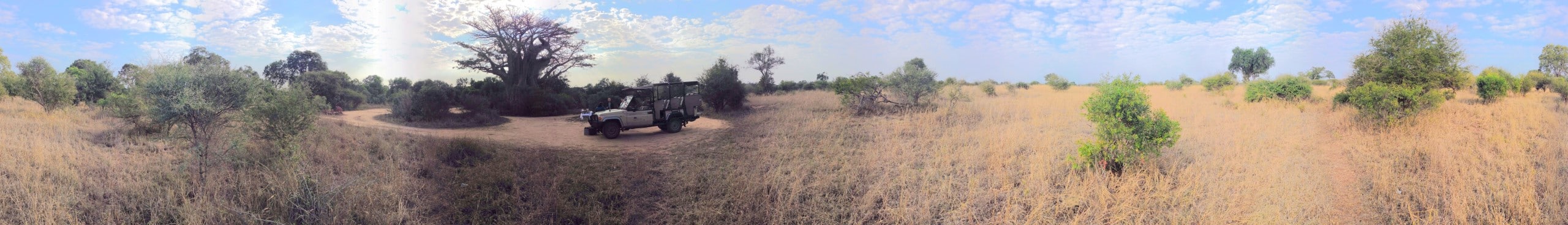 Southern baobab near Satara